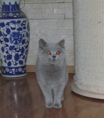 Bkh kitten