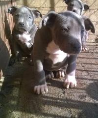 Niedliche reinrassige American Staffordshire Terrier Welpen