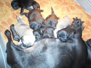 Mops babys