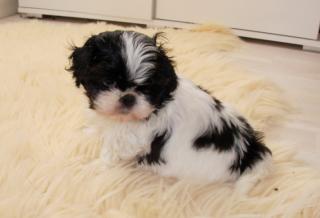Shih-Tzu-Welpen vom Züchter