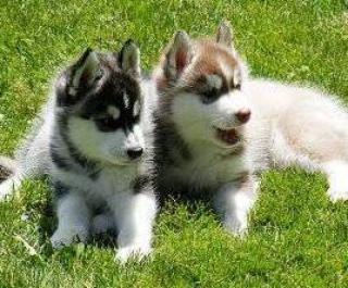Siberian Husky Welpen mit blauen Augen