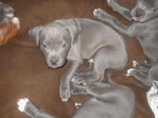 Staffordshire Bullterrier Welpen
