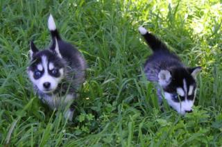 Reinrassige Siberian Huskys Rüden und Weibchen