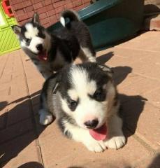 Siberian Husky Welpen mit VDH/ FCI Papieren