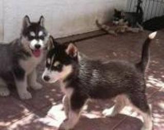 Reinrassige Siberian Husky Welpen mit FCI / VDH Papieren