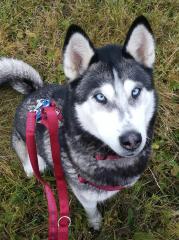 Husky Dame 3 Jahre jung