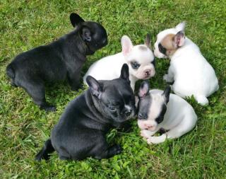 Reinrassige Französiche Bulldoggenwelpen aus Liebhaberzucht