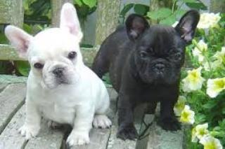 Französische-Bulldoggen-Welpen, Friedrichshafen, . , .