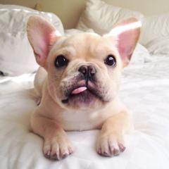 Bildschöne französische bulldogge welpen