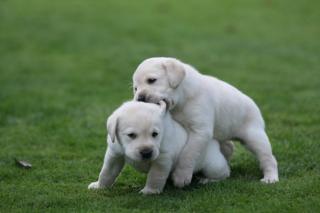 Charming männliche und weibliche Labrador Retriever Welpen,
