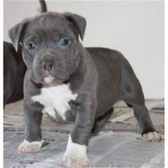 Reinrassige American Pitbull