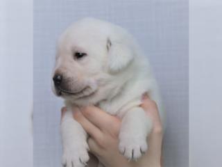 Labrador Welpen mit Papieren in Gelb und Schwarz
