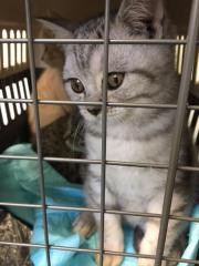 Britisch Kurzhaar Kitten mit Stammbaum