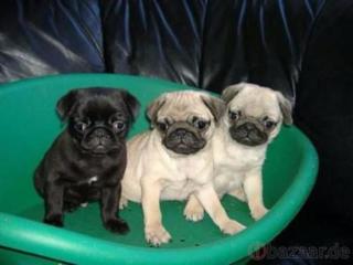 Mops Welpen 10 Wochen alt entwurmt,