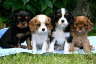 Cavalier King Charles Spaniel Welpen