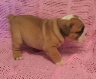 Englisch Bulldog Welpen