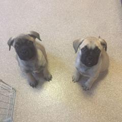 Atemberaubende Bullmastiff Welpen