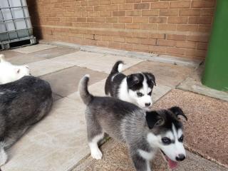 4 Siberian Husky Welpen