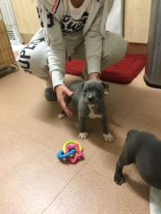 Erstaunliche blaue Staffordshire-Bullterrier-Welpen