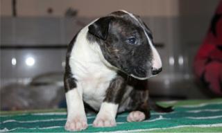 Wir haben Miniatur Bullterrier Welpen aus langjähriger VDH/FCI