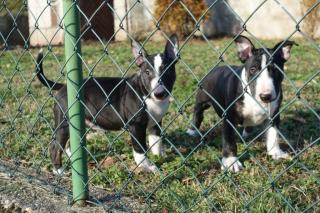 Miniature Bullterrier welpen pll clear Rüden / Hündinnen