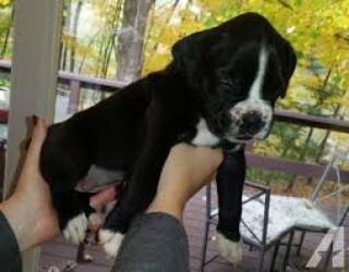 Boxer Welpen das ganz Besondere - suchen ein neues Heim