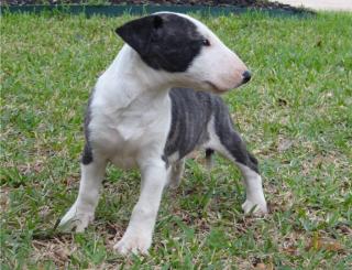 Miniature Bullterrier Welpen reinrassig Schwarz Weiß Braun Gestromt