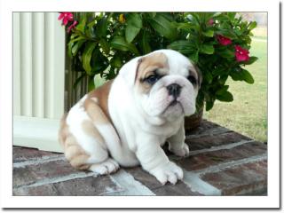 ENGLISCHE BULLDOGGEN WELPEN/ ENGLISH BULLDOG vjgh