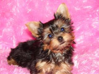 Wunderschöne Yorkshire Terrier welpen