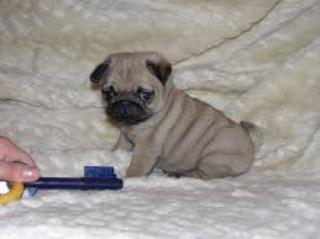 Reinrassige freiatmende Mops Welpen. kk