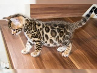 Reinrassige Bengal Katzen Kitten mit Stammbaum.