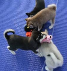 Siberian Husky Welpen mit blauen Augen