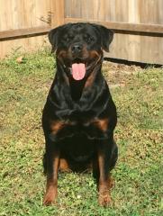 Deutsche Rottweiler Welpen