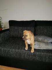 American staffordshire