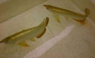 Qualität Arowana Fische jetzt verfügbar