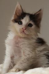 Poly Maine Coon Katerchen