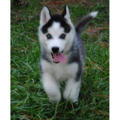 Husky Welpen