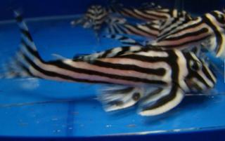 Schöne gezüchtete L046 Zebra Hypancistrus