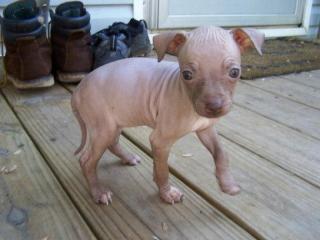 American hairless terrier Welpen