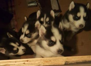 Wunderschöne Reinrassige Sibirische Husky Welpen whatsapp 4915145672158