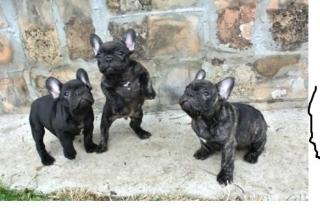 Qualität schön Französische Bulldoggen Welpen zu verkaufen