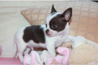 Chihuahua kurzhaariger Welpen - Rüde whatsapp 4915145672158