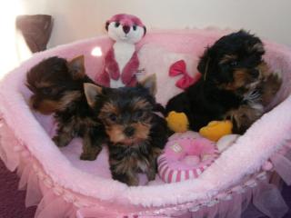 Süße Yorkshire Terrier Welpen aus liebevoller Hobbyzucht DHS