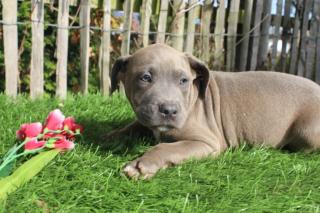 American Stafford wunderbaren Welpen