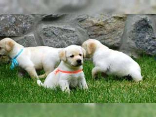 Abgabebereit Labrador Welpen mit Papieren