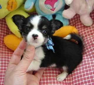 Reinrassige Mini-Lang und Kurzhaar Mini Chihuahua welpen sucht ein zu Hause.