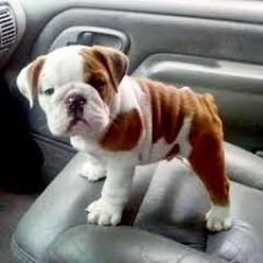 Englisch Bulldogge Welpen zur Verfügung