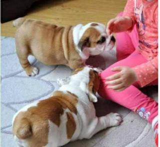 Englisch Bulldogge-Welpen