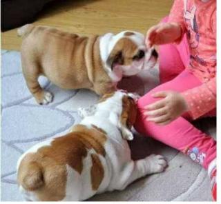 Unsere sehr schöne Englisch Bulldogge sucht noch ein neues Z