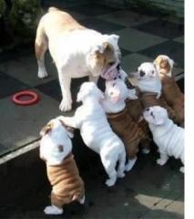 Traumhafte Englisch Bulldoggen-Welpen